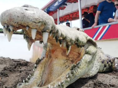 Crocodile safari - photo 15